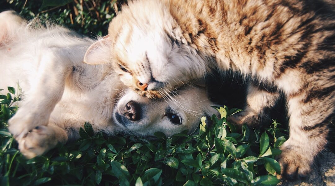 Photo Inukshuk dog food: Husky, Nutrition