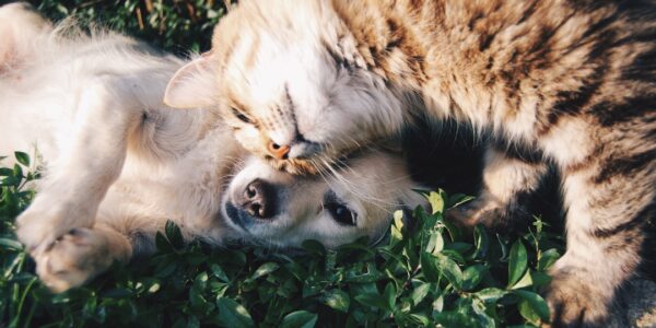 Photo Inukshuk dog food: Husky, Nutrition