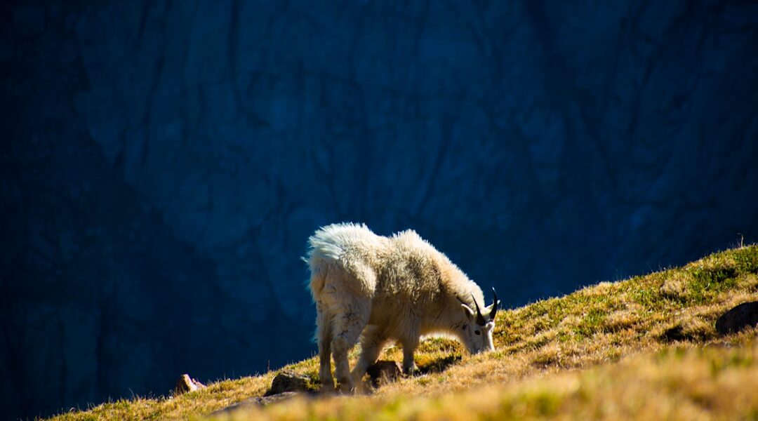 Photo Mountains, Wildlife