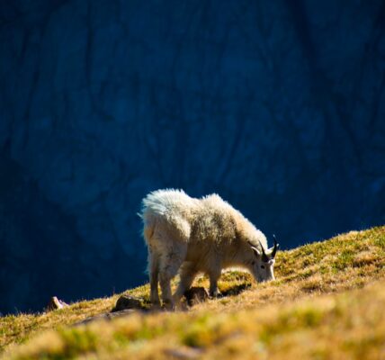 Photo Mountains, Wildlife