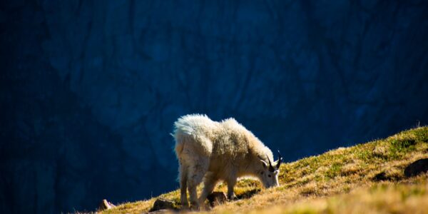 Photo Mountains, Wildlife